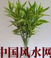 淮安十二生肖养什么植物最旺财运？你知道吗！